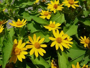 s-P1020431.jpg