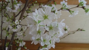 s-IMGP1438.jpg