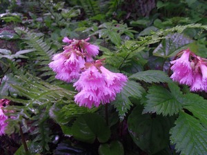 s-IMGP2863.jpg