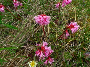 s-IMGP5620.jpg
