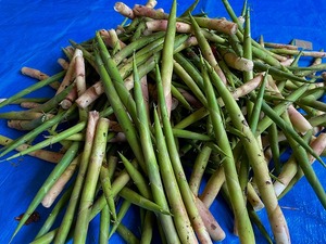 s-IMG_2919.jpg