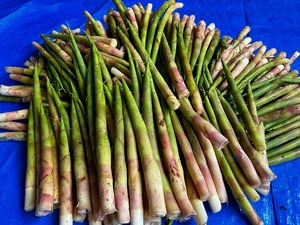 s-IMG_0558.jpg