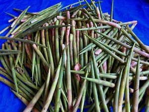 s-IMG_0564.jpg