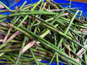 s-IMG_0567.jpg