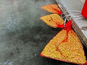 s-IMG_0569.jpg