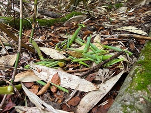 s-IMG_0574.jpg