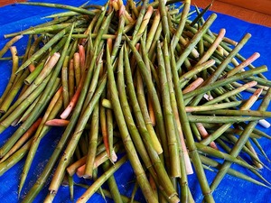 s-IMG_0575.jpg