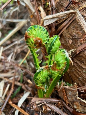 s-IMG_1100.jpg