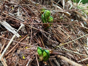 s-IMG_1101.jpg