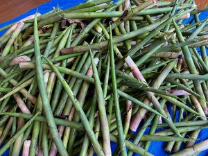 s-IMG_1246.jpg