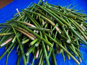 s-IMG_1250.jpg