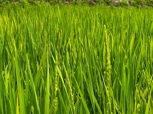 s-IMG_1331.jpg
