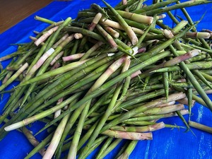 s-IMG_1822.jpg