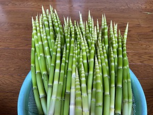 s-IMG_1825.jpg
