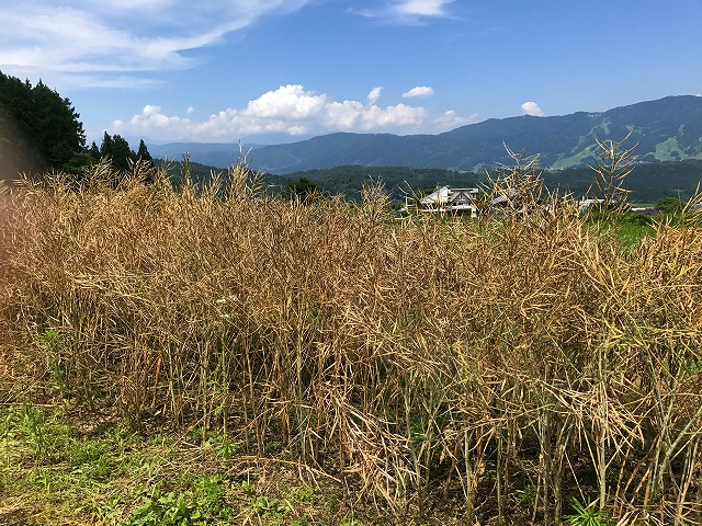 野沢菜の種を採りました 季節の便り ペンション佐藤