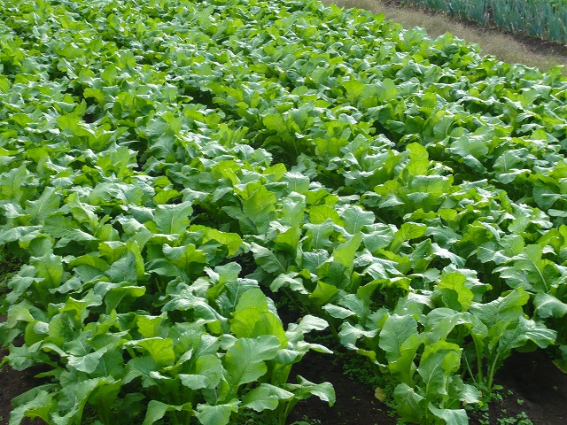 すくすくと野沢菜が育っています 季節の便り ペンション佐藤