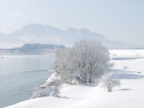 北信州「千曲川」、厳冬の朝「木花」＝樹氷。