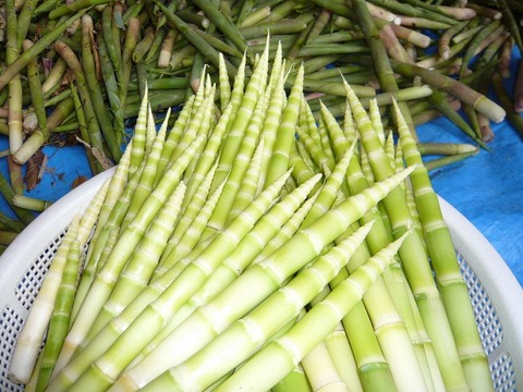 宿の主人が採ってきた「根曲り竹」、最高に美味。